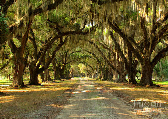 Avenue of the Oaks by Michelle Tinger Avenue of the Oaks by Michelle Tinger