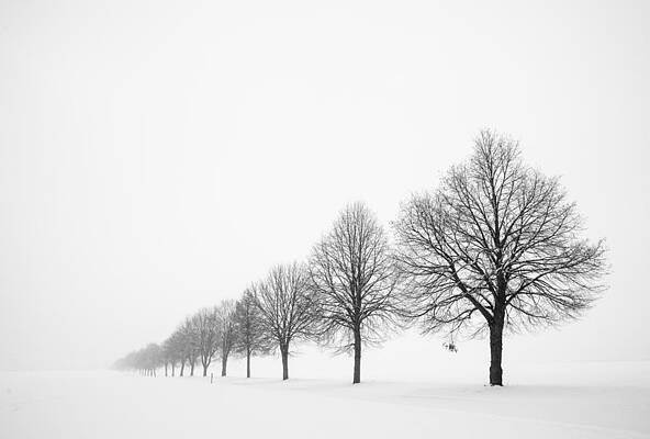 Avenue with row of trees in winter by Matthias Hauser Avenue with row of trees in winter by Matthias Hauser