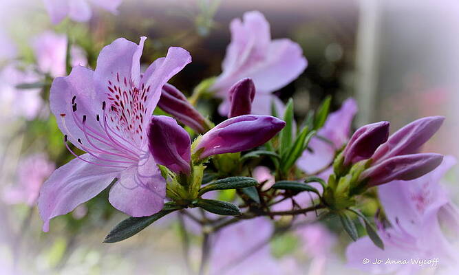 Azalea by Jo Anna Wycoff