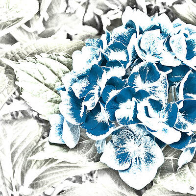 Azaleas by George Pennington Azaleas by George Pennington