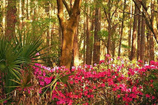 Azaleas in the Woods by Susan Mayhew