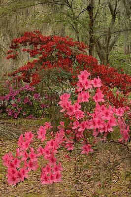 Azaleas time by JHR photo ART