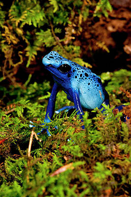 Wall Art - Photograph - Azure Dart Frog Dendrobates Azureus by David Northcott