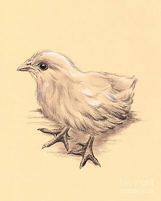 Baby Chicken by MM Anderson Baby Chicken by MM Anderson