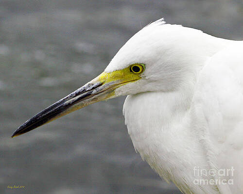 Baby Great Egret Stands Only 14 inches Tall by Kenny Bosak Baby Great Egret Stands Only 14 inches Tall by Kenny Bosak