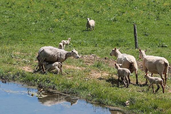 Baby Lamb by Margo Miller Baby Lamb by Margo Miller