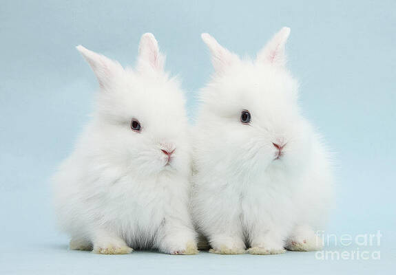 Wall Art - Photograph - Baby Lionhead Bunnies by Mark Taylor