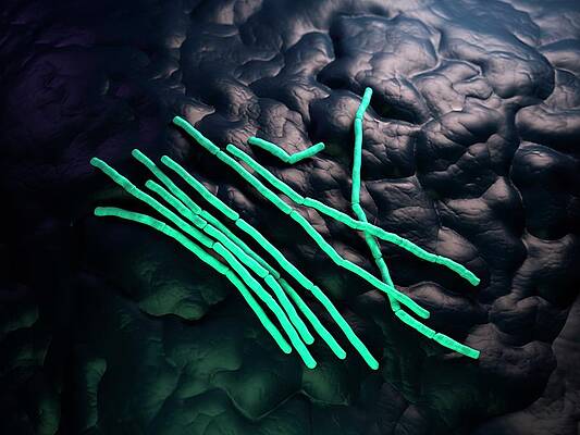 Wall Art - Photograph - Bacillus Cereus Bacteria by Science Photo Library