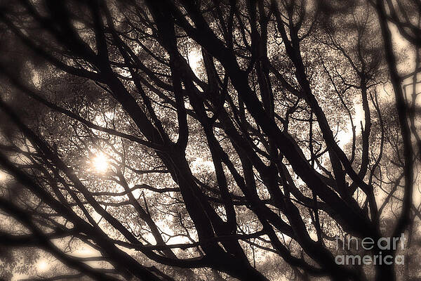 Wall Art - Photograph - Backlit Branches of a Majestic Tree I by Beverly Claire Kaiya