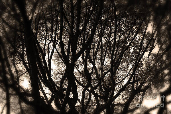 Wall Art - Photograph - Backlit Branches of a Majestic Tree II by Beverly Claire Kaiya