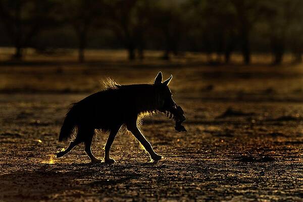 Wall Art - Photograph - Backlit Brown Hyena With Carcass Remains by Science Photo Library