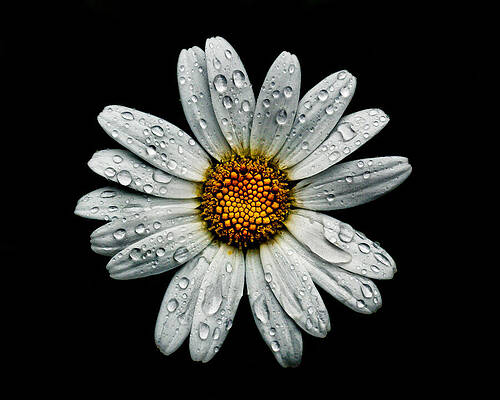 Wall Art - Photograph - Backyard Flowers 16 After The Storm Color Version by Brian Carson
