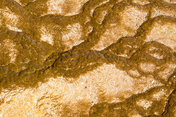 Spring Wall Art featuring the photograph Bacterial Art 2 by Nicholas Blackwell