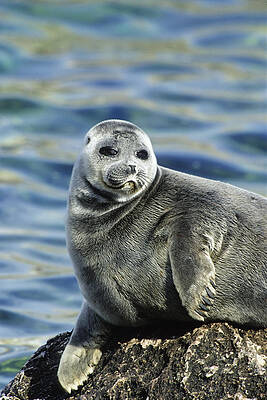 Wall Art - Photograph - Baikal Seal Lake Baikal Russia by Konrad Wothe