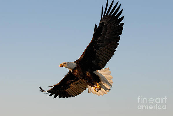 Wall Art - Photograph - Bald Eagle Flying with Fish in its Talons by Stephen J Krasemann