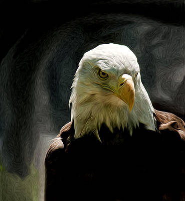 Bald Eagle giving you that eye by Jorge Perez Bald Eagle giving you that eye by Jorge Perez
