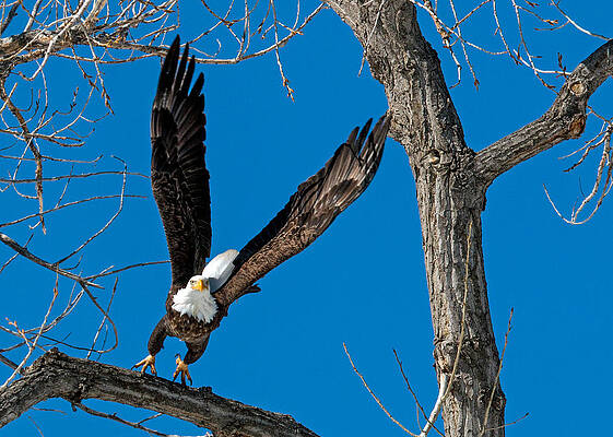 Wall Art - Photograph - Bald Eagle Launching into Flight by Dawn Key