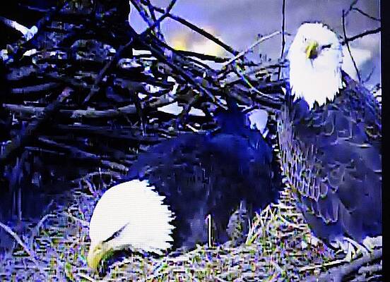 Bald Eagle by Margo Miller Bald Eagle by Margo Miller
