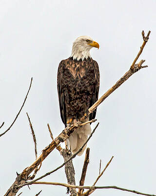 Wall Art - Photograph - Bald Eagle on a Branch by Dawn Key