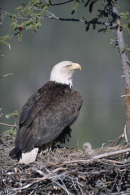 Wall Art - Photograph - Bald Eagle On Nest With Chick Alaska by Michael Quinton