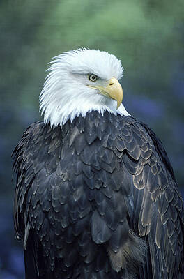 Wall Art - Photograph - Bald Eagle by Peter Essick