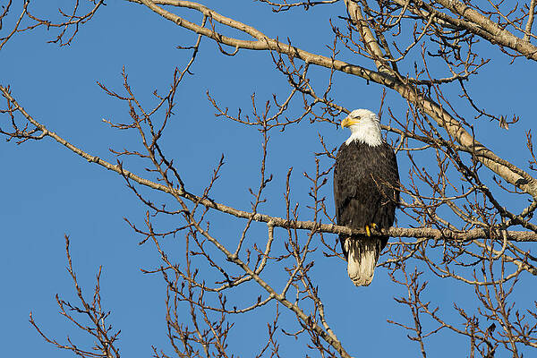Bald Eagle Sat in a Maple Tree by Paul W Sharpe Aka Wizard of Wonders Bald Eagle Sat in a Maple Tree by Paul W Sharpe Aka Wizard of Wonders