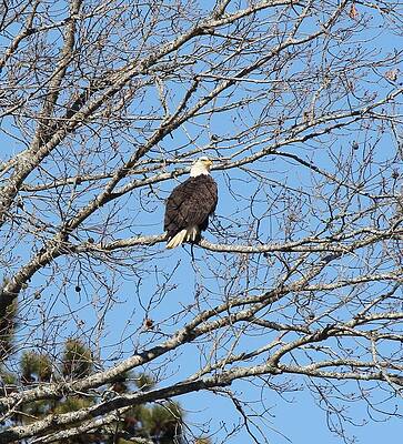 Bald Eagle by Suzanne McClain Bald Eagle by Suzanne McClain
