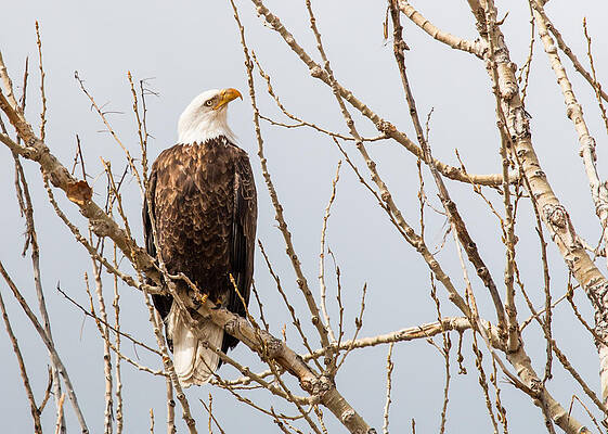 Wall Art - Photograph - Bald Eagle Watching the Sky by Dawn Key