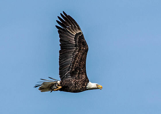 Wall Art - Photograph - Bald Eagle with Catch of the Day by Dawn Key
