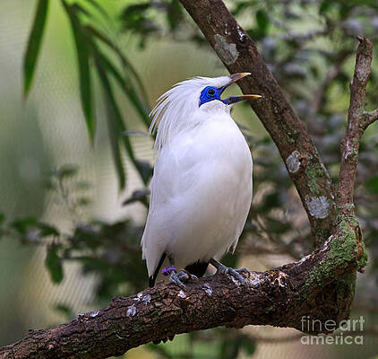 Bali Myna by Louise Heusinkveld Bali Myna by Louise Heusinkveld