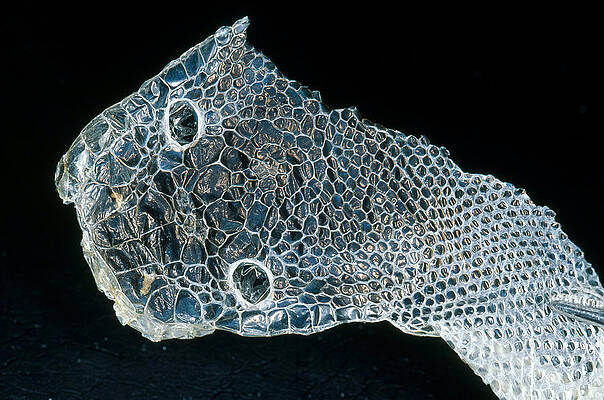 Wall Art - Photograph - Ball Python Skin by Simon D. Pollard