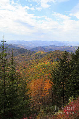 Wall Art - Photograph - Balsam Trees in the Mountains by Jill Lang