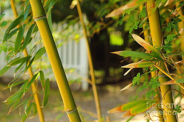 Bamboo Close Up by Christopher Jones