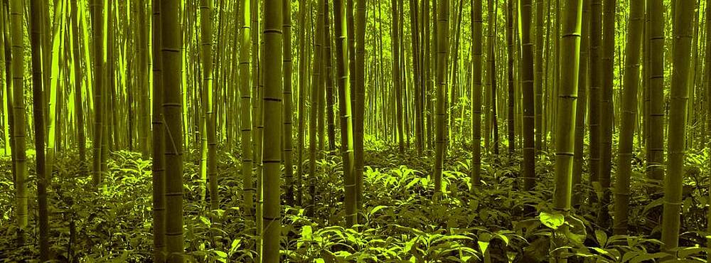 Bamboo Forest Twilight by David Dehner Bamboo Forest Twilight by David Dehner