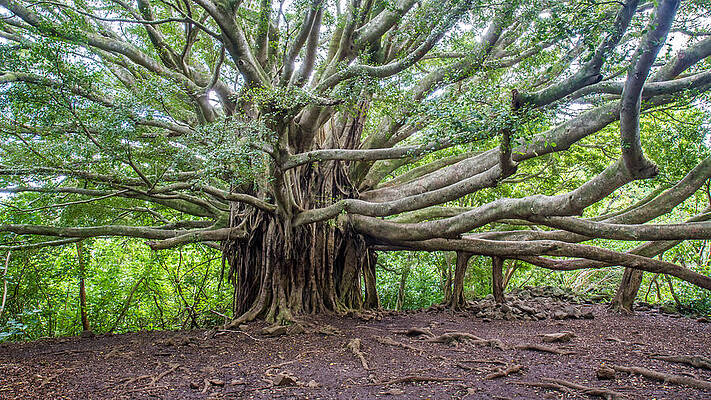 Wall Art - Photograph - Banyan tree of life by Pierre Leclerc Photography