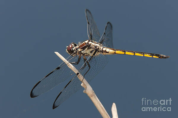 Wall Art featuring the photograph Bar-winged Skimmer Dragonfly I by Clarence Holmes