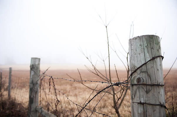 Wall Art - Photograph - Barbed Wire Fence in the Fog by Todd Aaron