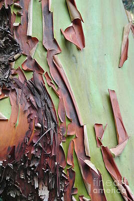 Bark Peeling On Arbutus by Sharron Cuthbertson Bark Peeling On Arbutus by Sharron Cuthbertson