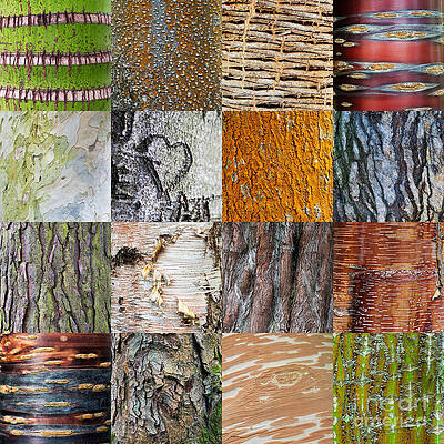 Wall Art - Photograph - Barking up the Right Tree by Tim Gainey