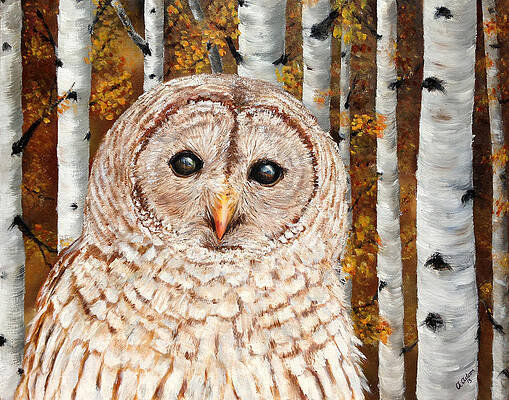 Barred Owl in Birches by Angela Johnson Barred Owl in Birches by Angela Johnson
