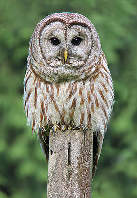 Wall Art - Photograph - Barred Owl on a Fence Post by Jennie Marie Schell