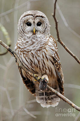 Wall Art - Photograph - Barred Owl With Mouse by Scott Linstead