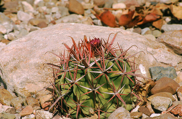 Wall Art - Photograph - Barrel Cactus Ferocactus Latispinus by C.r. Sharp
