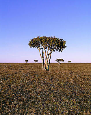 Barren Tree by Dreamland Media Barren Tree by Dreamland Media