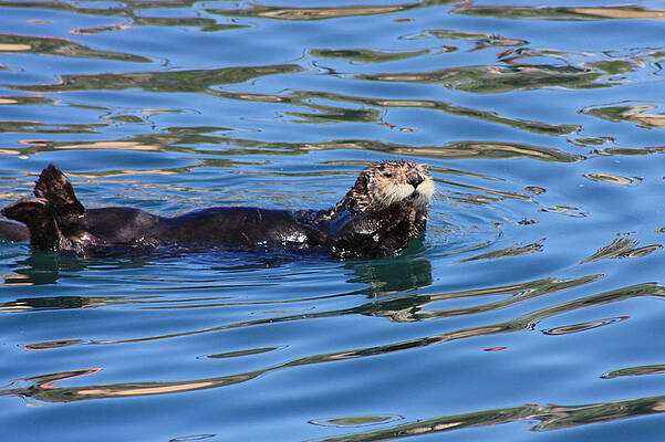 bashful otter