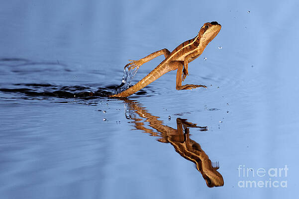Wall Art - Photograph - Basilisk Running Across Water by Scott Linstead