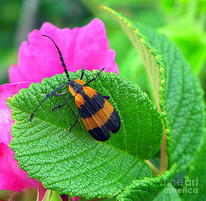 Basking Beetle by MaryAnn Barry Basking Beetle by MaryAnn Barry