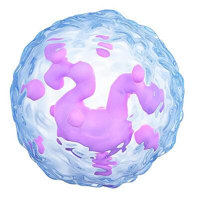 Wall Art - Photograph - Basophil by Science Photo Library