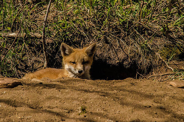 Bathing in the Sun by Andrew Anderson
