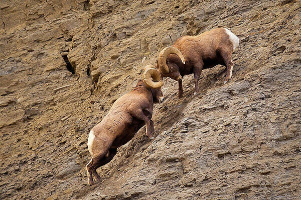 Battering Rams by Aaron Whittemore Battering Rams by Aaron Whittemore
